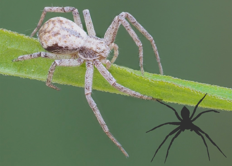 ID My Spider | The Arboretum